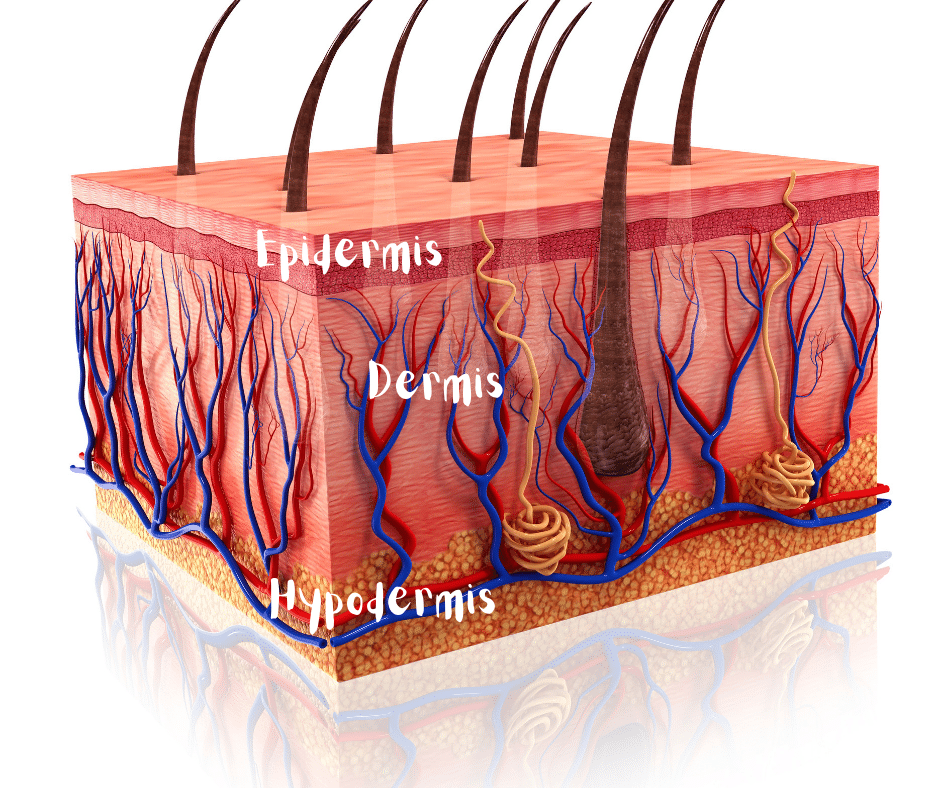 Illustration of the skin layers. Following the temporal pressure procedure, the skin remains intact, and active molecules can reach the internal layers (including the dermis and below).