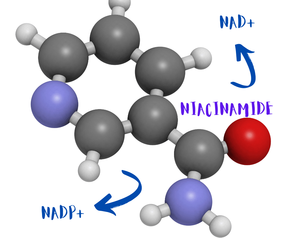 Niacinamide is a source of the metabolic cofactors NAD+ y NADP+ in our skin and body.