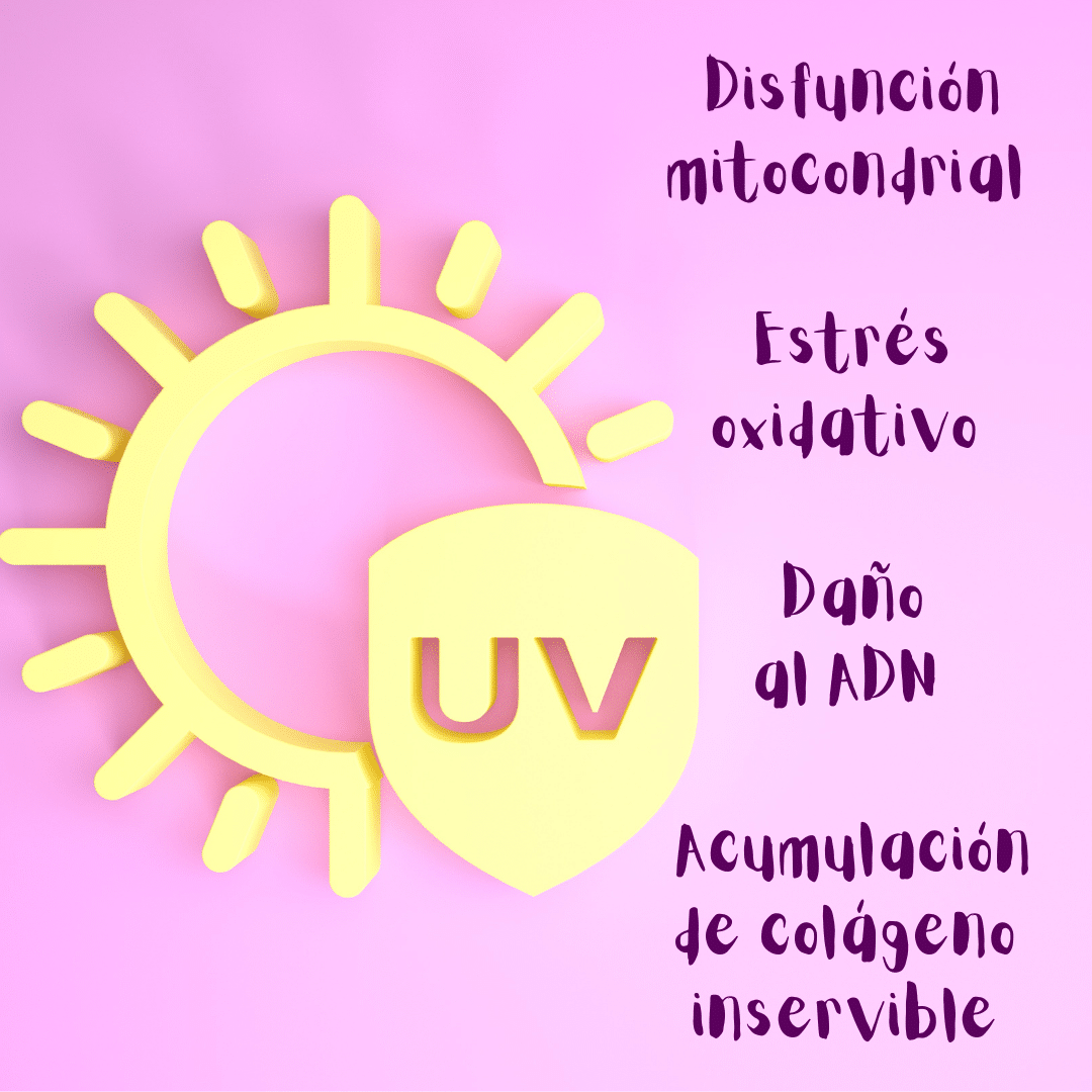 Agresores externos – como los rayos ultravioleta o ciertas sustancias químicas – fomentan los fenómenos moleculares que deterioran los fibroblastos e inducen su senescencia, como el daño al ADN o la acumulación de proteínas estropeadas.