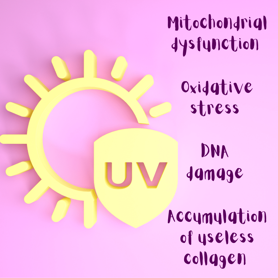 External aggressors – such as ultraviolet rays and certain chemicals – foster the molecular phenomena involved in fibroblast injury and senescence, such as DNA damage or the accumulation of useless proteins.
