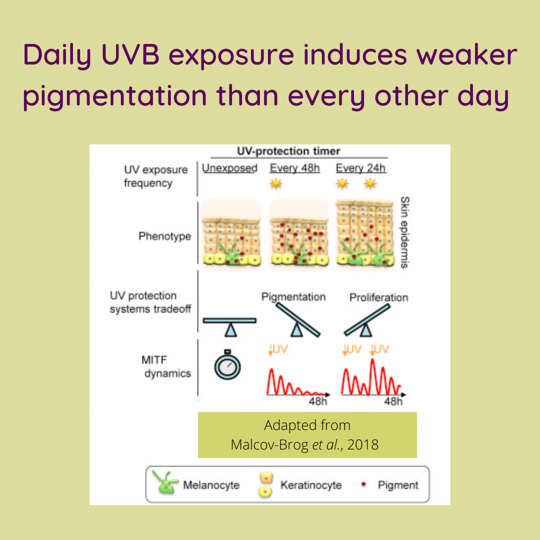 Daily UVB exposure induces weaker pigmentation than every other day.