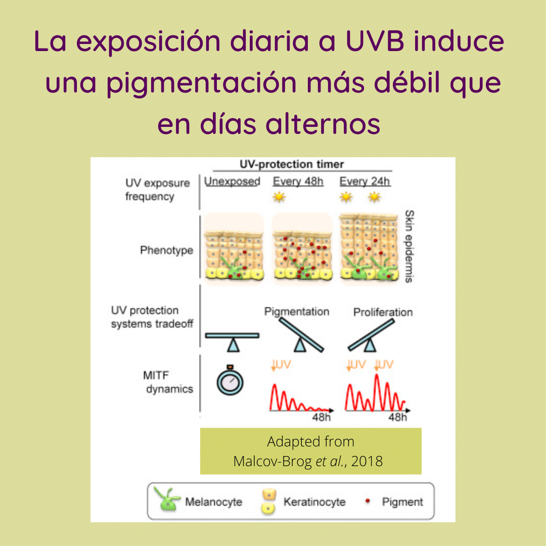 La exposición diaria a UVB induce una pigmentación más débil que en días alternos.