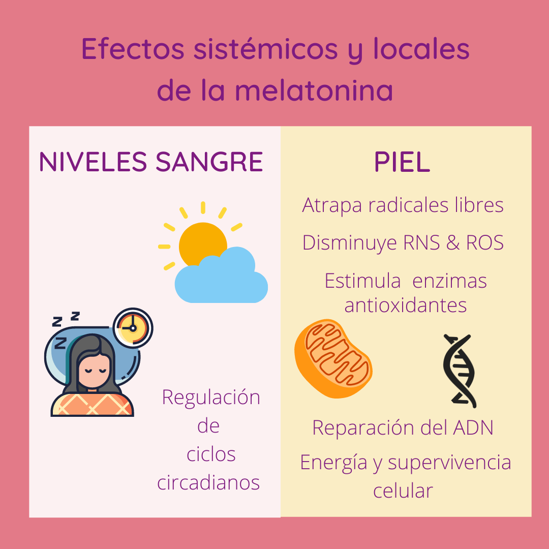 Efectos sistémicos (regulación de los ciclos circadianos) y locales (en la piel; antioxidantes) de la melatonina.