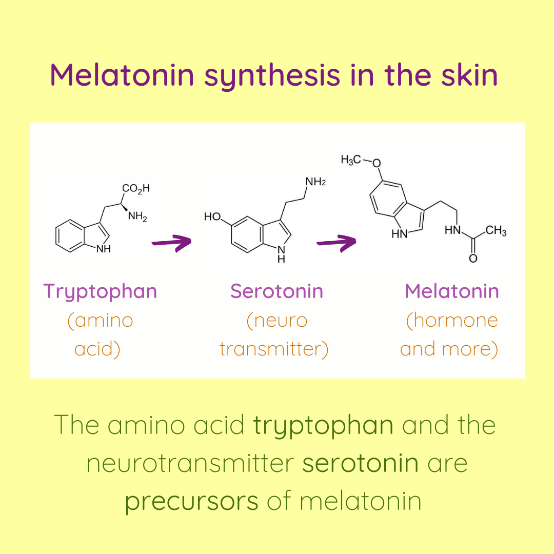The amino acid tryptophan and the neurotransmitter serotonin are precursors of melatonin.