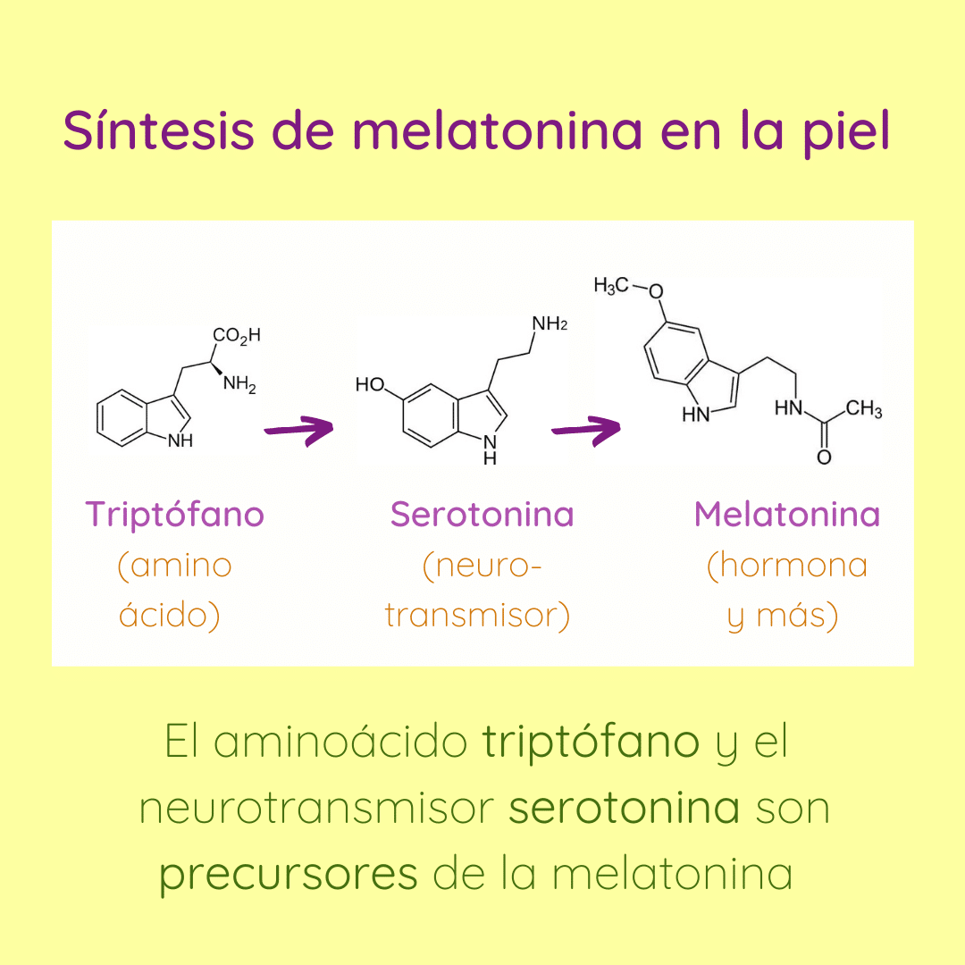 Síntesis de melatonina en la piel: el aminoácido triptófano y el neurotransmisor serotonina son precursores de la melatonina.
