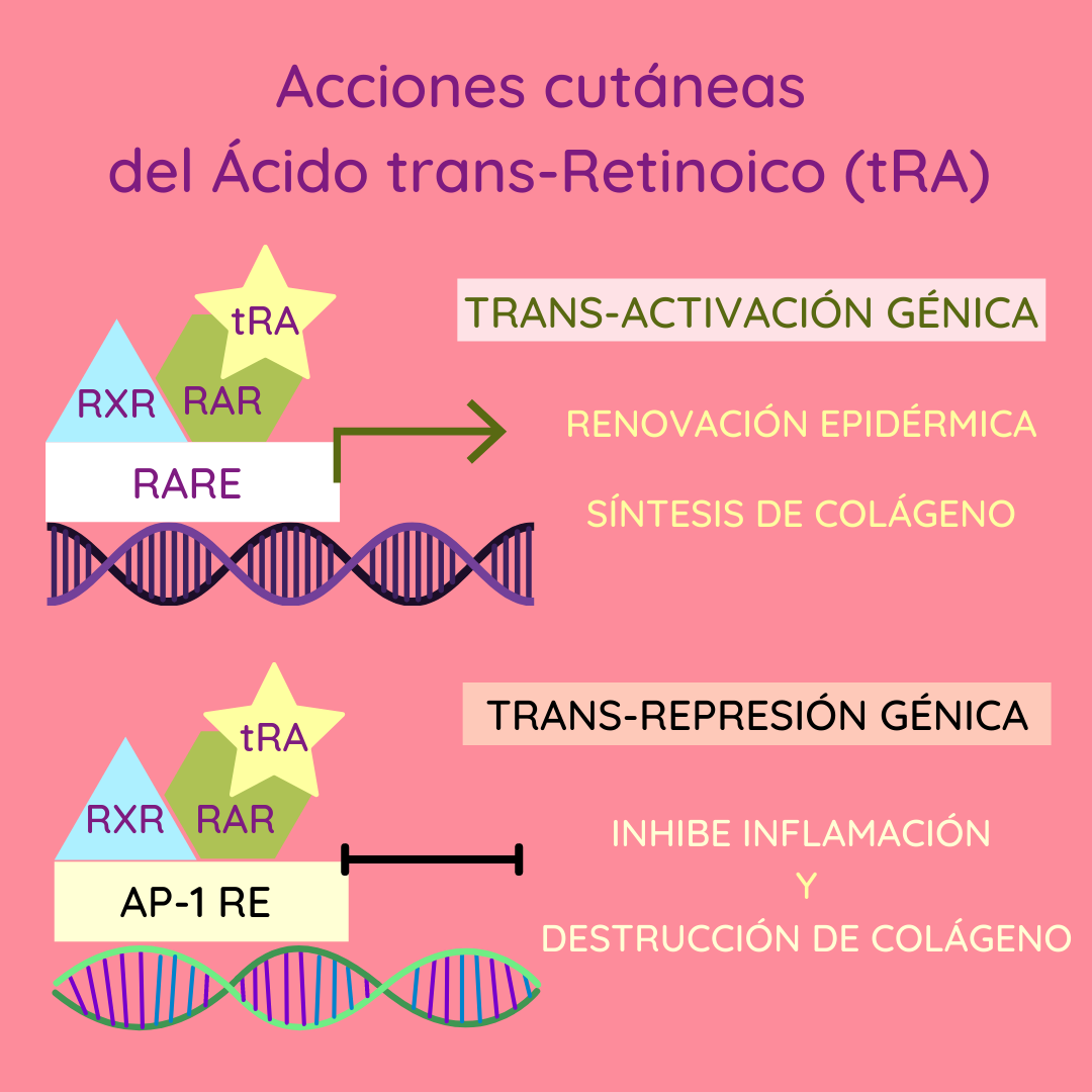 Cuando el ácido retinoico todo-trans se une a RAREs, activa genes específicos y estimula la renovación epidérmica y la síntesis de colágeno. Sin embargo, cuando se une a otros elementos de respuesta (como AP-1 RE), reprime otros genes e inhibe la inflamación cutánea y la destrucción de colágeno.