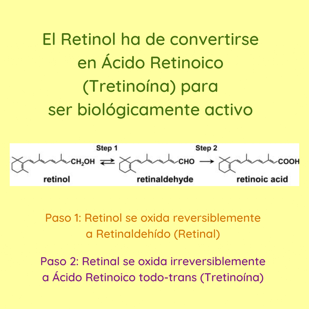 En nuestras células, el retinol tiene que convertirse en ácido retinoico todo-trans para ser biológicamente activo.