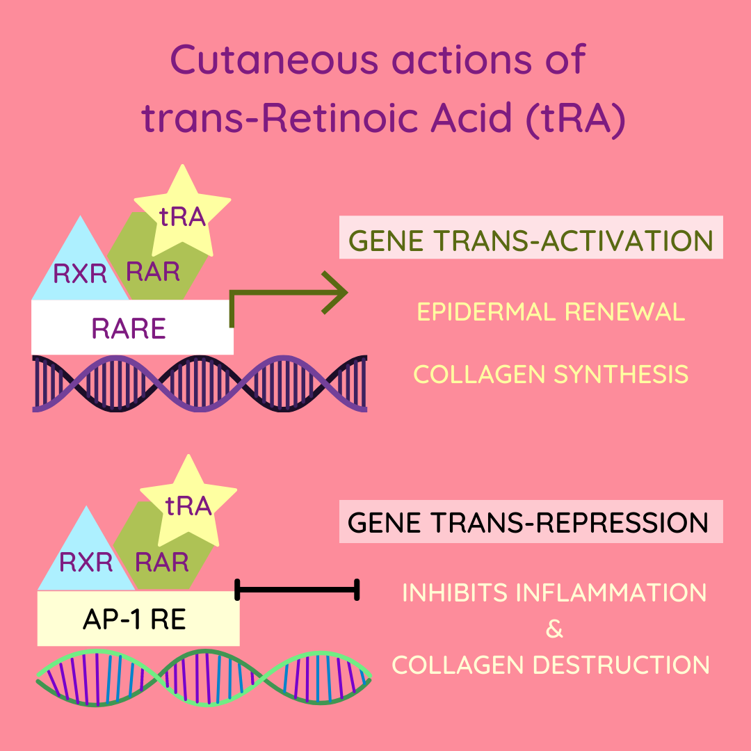 When retinoic acid binds RAREs, it activates specific genes and stimulates epidermal renewal and collagen synthesis. However, when it binds other Response Elements (such as AP-1 RE), it represses other genes and inhibits cutaneous inflammation and collagen destruction.