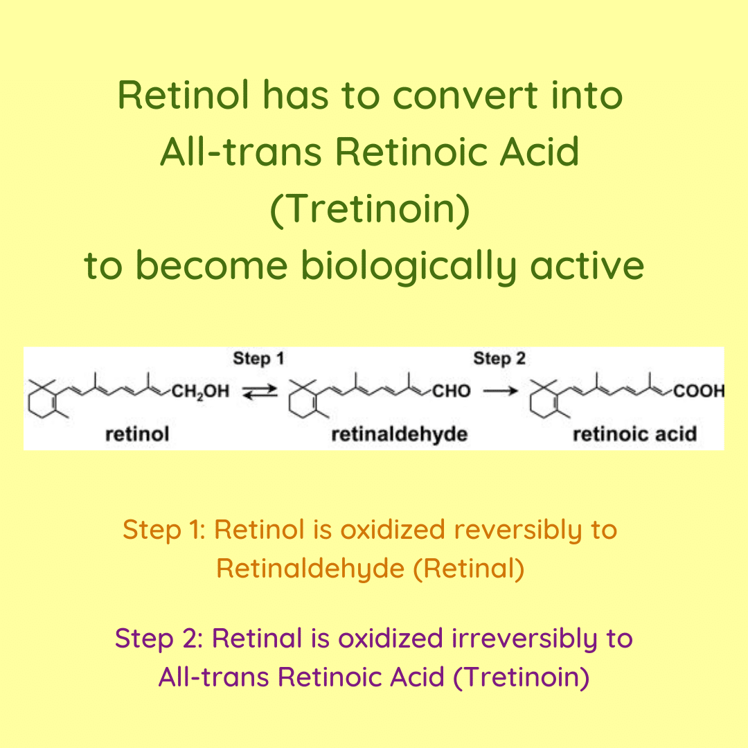 Within our cells, Retinol has to convert into All-trans Retinoic Acid (Tretinoin) to become biologically active.