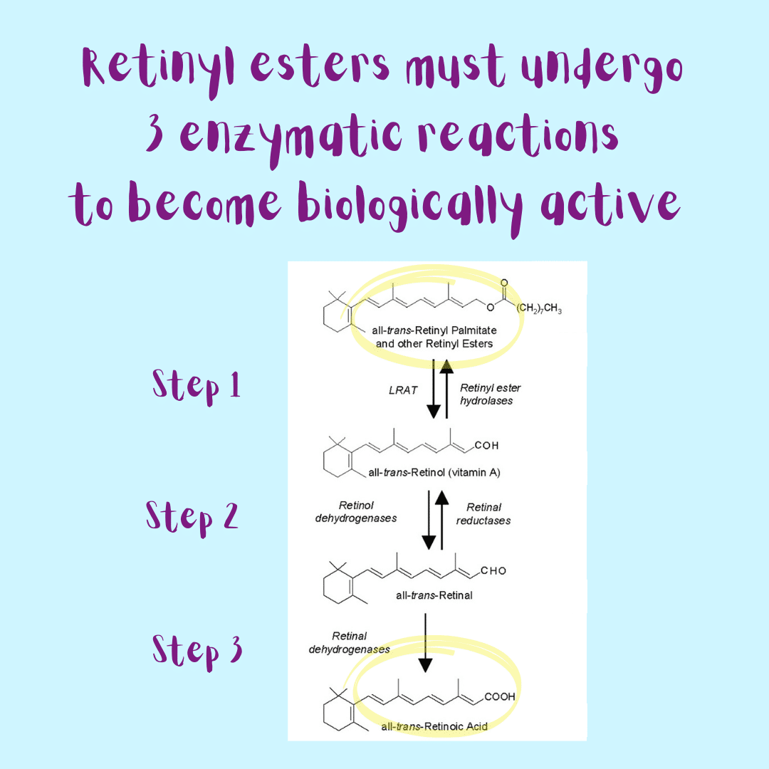 Retinyl esters must undergo three different enzymatic reactions to become biologically active.