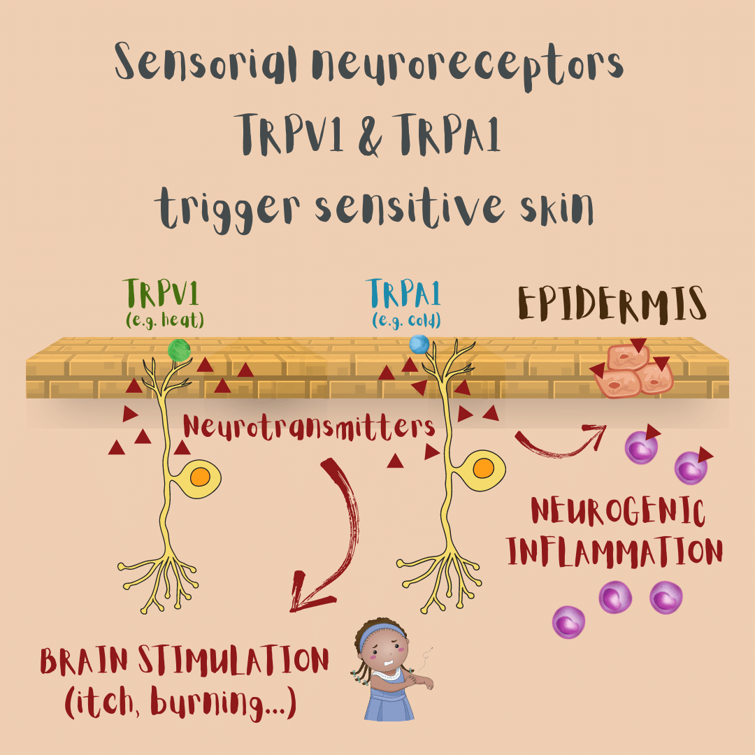 Sensorial neuroreceptors (such as TRPV1 & TRPA1) at the cutaneous nerve endings trigger sensitive skin upon stimulation by various stimuli (cold, heat, low pH, menthol...). They activate the stimulation of the brain (thus the itch, burning sensation...) and cutaneous neurogenic inflammation (after activation of mast cells or keratinocytes).