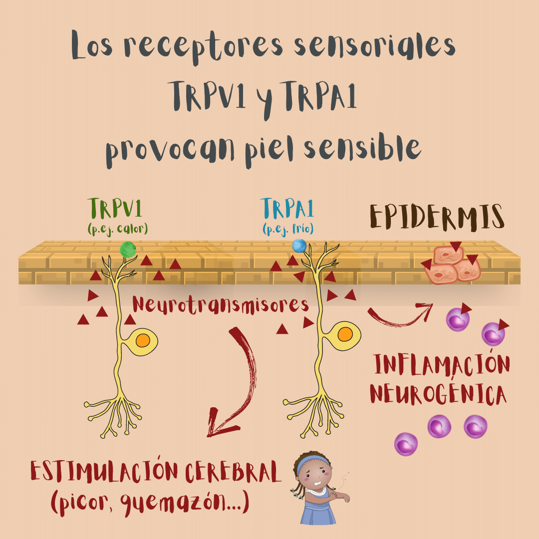 Los receptores sensoriales TRPV1 y TRPA1 (activados por calor, frío, sustancias picantes...) estimulan el cerebro e inflamación neurógenica en la piel a través de la liberación de neurotransmisores. Y ello puede traer como consecuencia piel sensible.