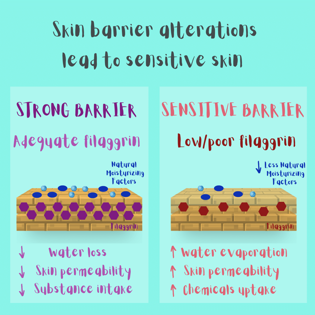 Skin barrier alterations lead to sensitive skin. Low/poor filaggrin protein in the outermost skin layers produce a less compact stratum corneum with lower moisturizing factors. That leads to increased trans-epidermal water loss, skin permeability and chemicals uptake (aka, a weaker cutaneous barrier).