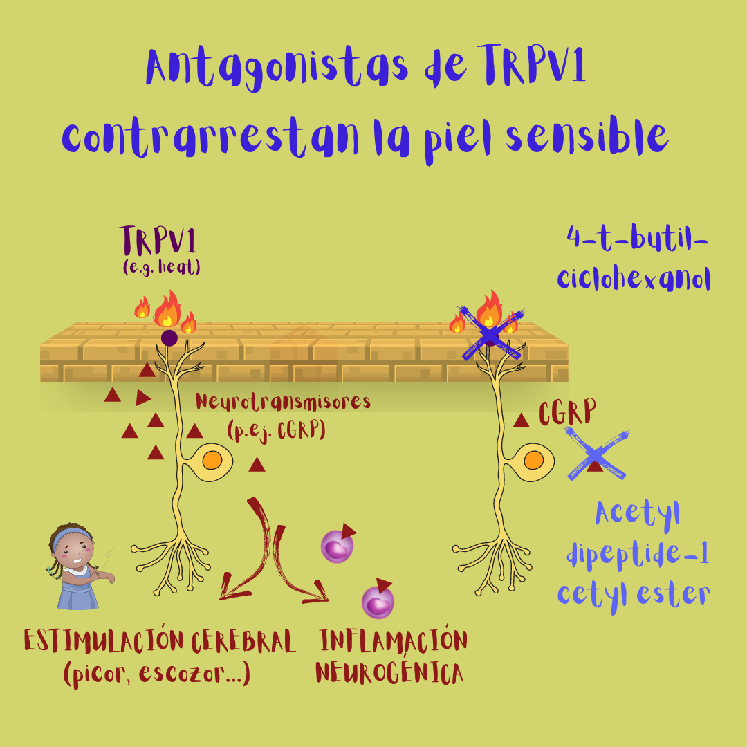 Moléculas antagonistas de TRPV1 contrarrestan la piel sensible (ilustración del mecanismo de acción de 4-t-butil-ciclohexanol y acetyl-dipeptide-1 acetyl ester).