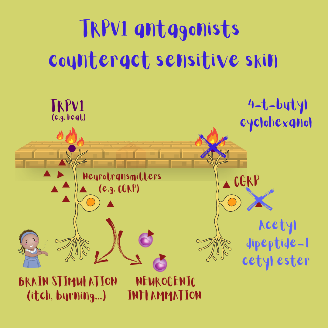TRPV1 antagonists counteract sensitive skin (illustration of the mechanism of action of 4-t-butylcyclohexanol and acetyl dipeptide-1 acetyl ester).