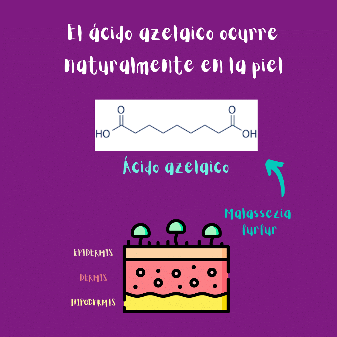 El ácido azelaico ocurre naturalmente en la piel (ilustración): lo produce el hongo Malassezia furfur, que forma parte de nuestro microbioma cutáneo.