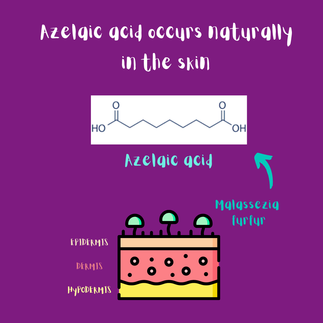 Azelaic acid occurs naturally in the skin (illustration): Malasezzia furfur (a fungus present in our epidermis) produces azelaic acid.