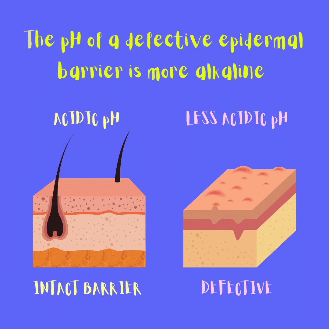 The pH of a defective epidermal barrier is more alkaline (illustration).