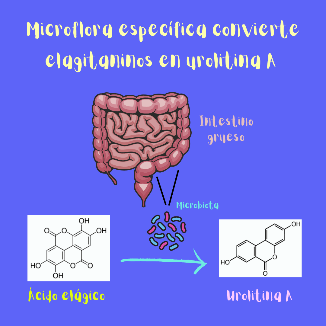 Microorganismos específicos en el intestino grueso convierten los elagitaninos en urolitina A (ilustración).