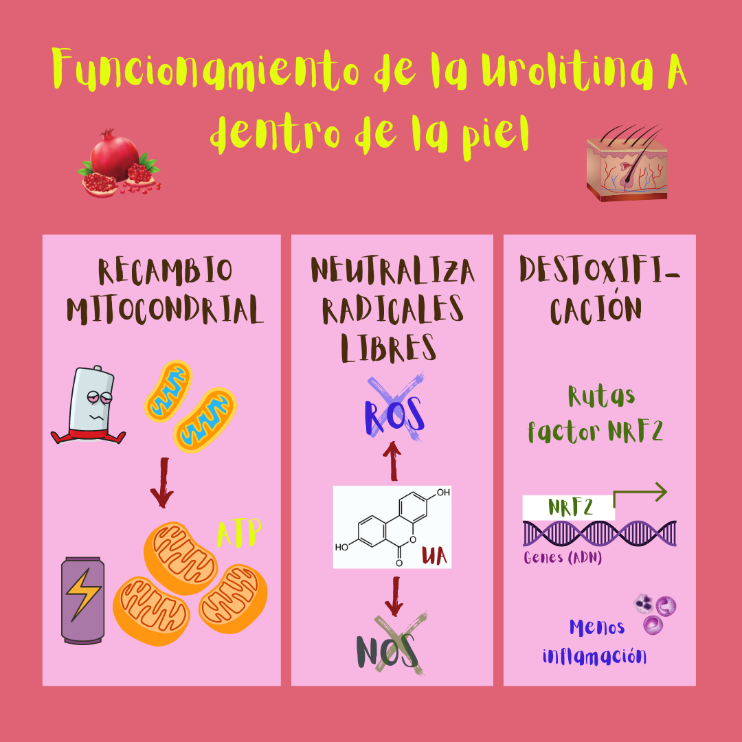 Posibles mecanismos de funcionamiento de la urolitina A dentro de la piel (ilustración): recambio mitocondrial, neutralización radicales libres, rutas adicionales de detoxificación (como las activadas por el factor Nrf2 a nivel del ADN).