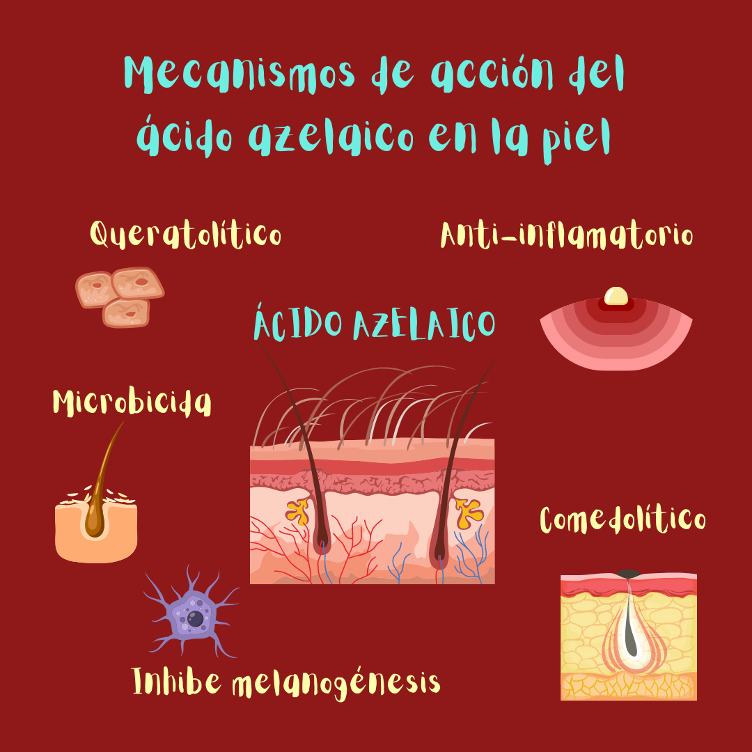 Mecanismos de acción del ácido azelaico en la piel: queratolítico, microbicida, anti-inflamatorio, comedolítico, inhibe la producción excesiva de melanina.