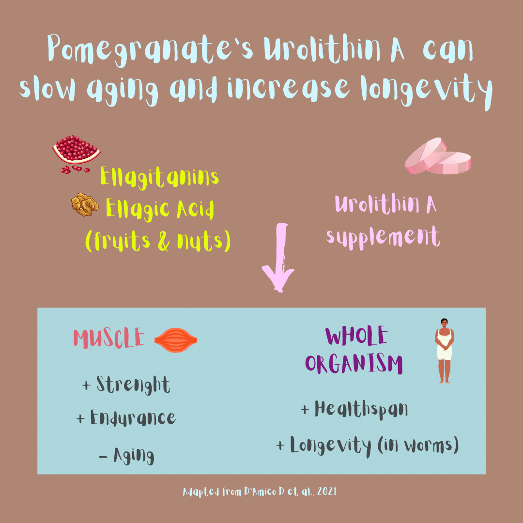 Pomegranate's Urolithin A can slow muscle aging (and increase muscle strength and endurance) and increase the health span of our whole organism (illustration).
