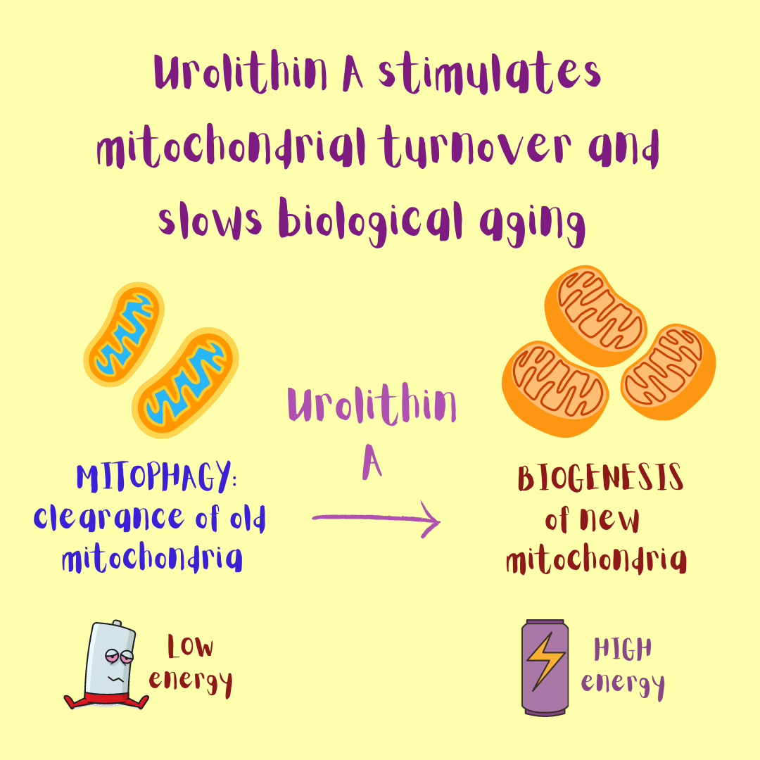 Urolithin A stimulates mitochondrial turnover and slows biological aging (illustration).
