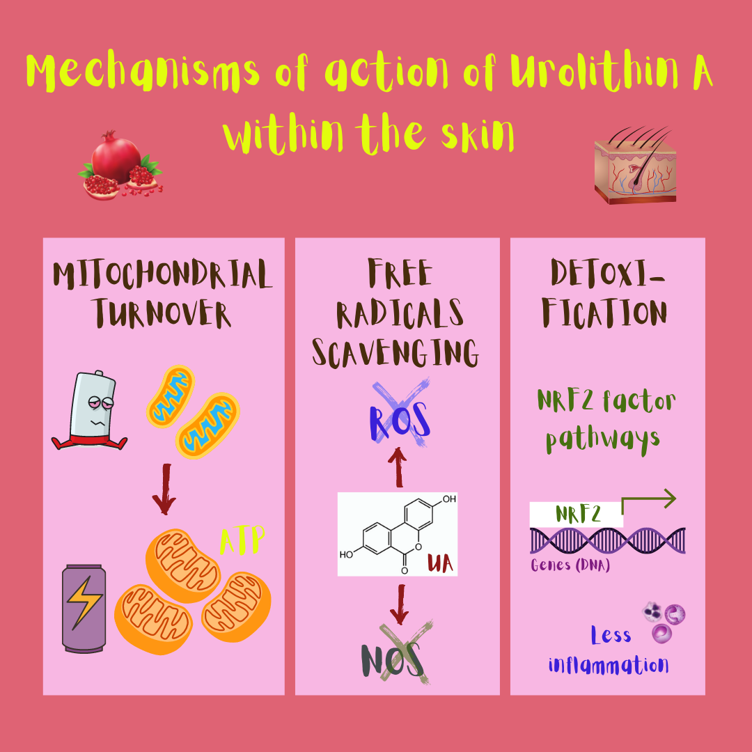 Mechanisms of action of urolithin A within the skin (illustration): mitochondrial turnover, free radicals (ROS & NOS) scavenging, and detoxification through the modulation of gene expression by the NRF2 factor. As a consequence, Urolithin A could decrease skin inflammation and improve skin homeostasis.
