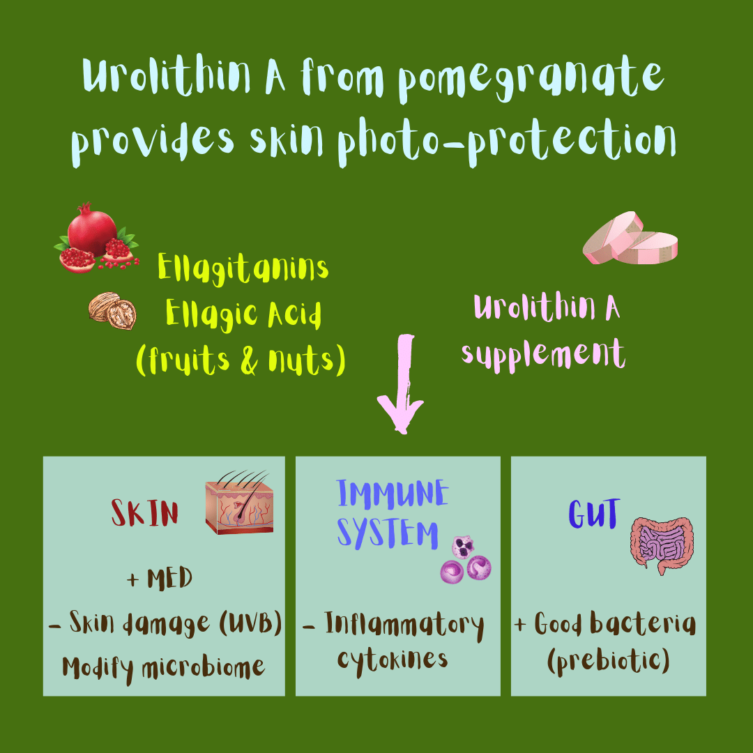 Urolithin A from pomegranate provides skin photo-protection (illustration). It increases the Minimal Erythema Dose, reduces UVB-induced skin damage, and modifies the skin microbiome. Urolithin A has also a positive effect on the immune system (diminishes pro-inflammatory cytokines) and on the gut (acts as a prebiotic and fosters the growth of good bacteria).