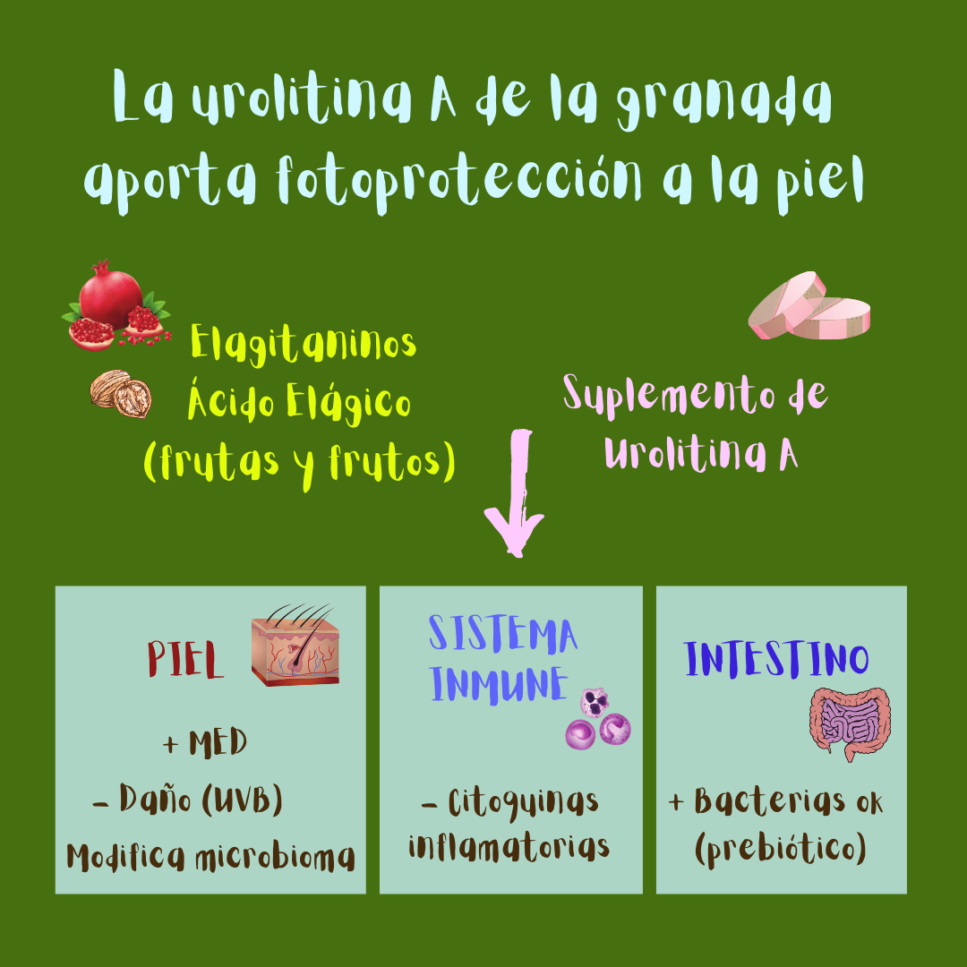 La urolitina A de la granada aporta fotoprotección a la piel (ilustración). La urolitina A incrementa la Minimal Erythema Dose (MED), disminuye el daño cutáneo inducido por la radiación UVB y modifica el microbioma de la piel. Además tiene efectos beneficiosos sobre el sistema inmune (disminuye las citoquinas pro-inflamatorias) y el intestino (actúa como prebiótico y promueve el crecimiento de bacterias buenas).