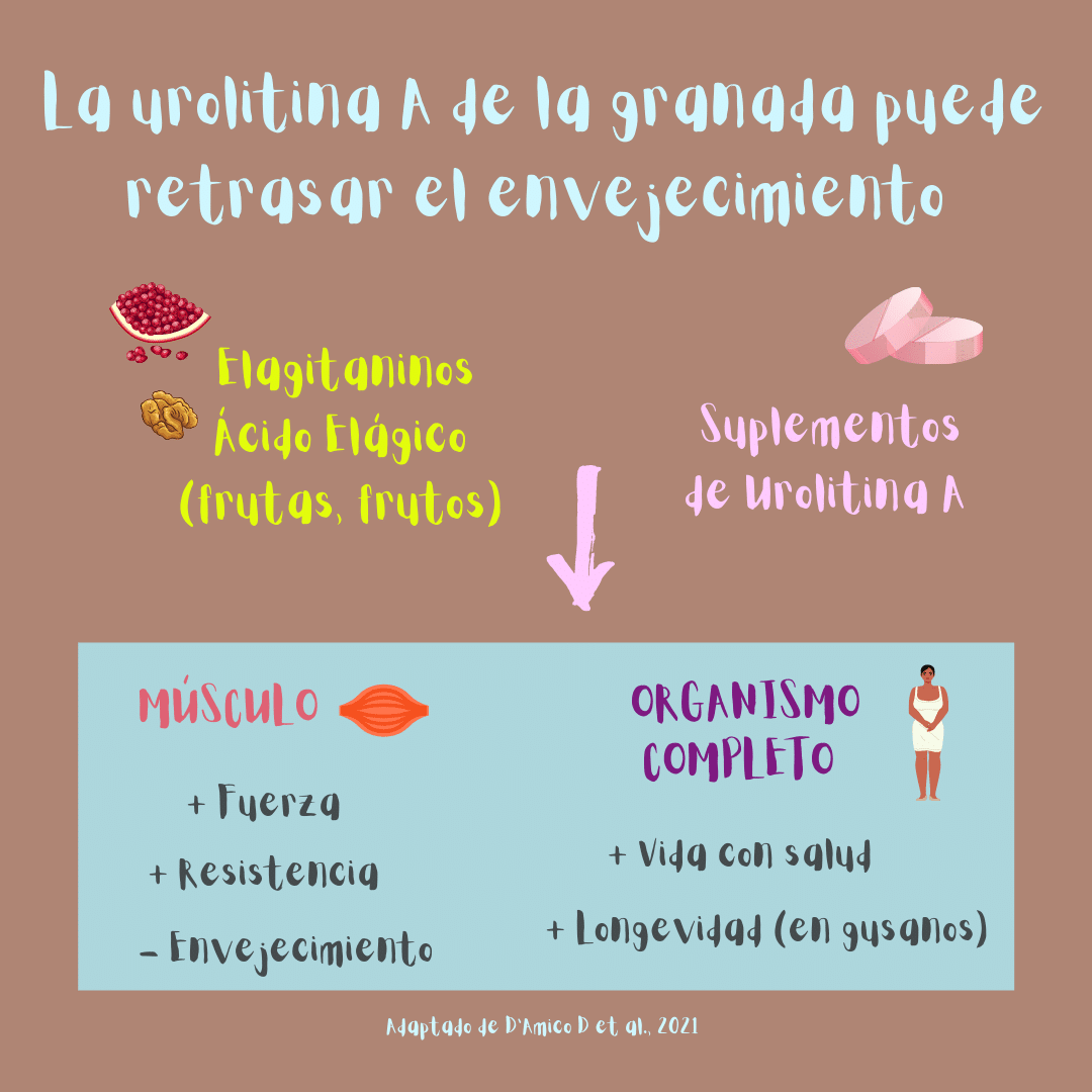 La urolitina A de la granada puede retrasar el envejecimiento e incrementar la longevidad (ilustración): efectos en el músculo y en el organismo completo.
