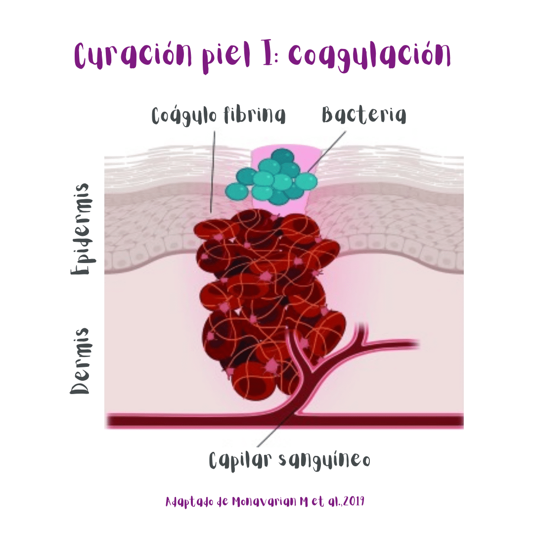 Primera etapa de la curación de heridas cutáneas: coagulación (ilustración).