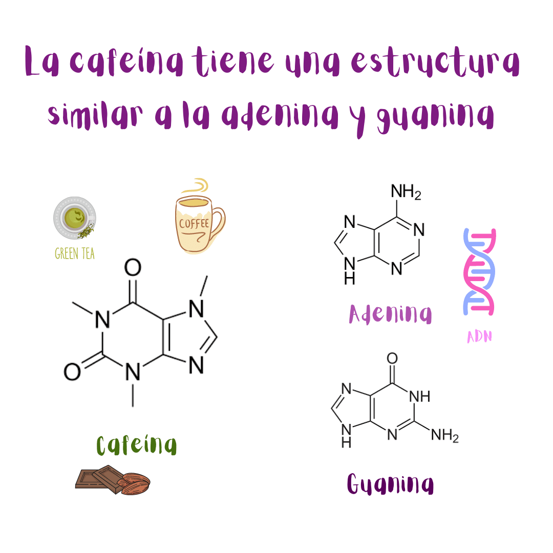 La cafeína tiene una estructura molecular similar a la adenina y la guanina en nuestro ADN.