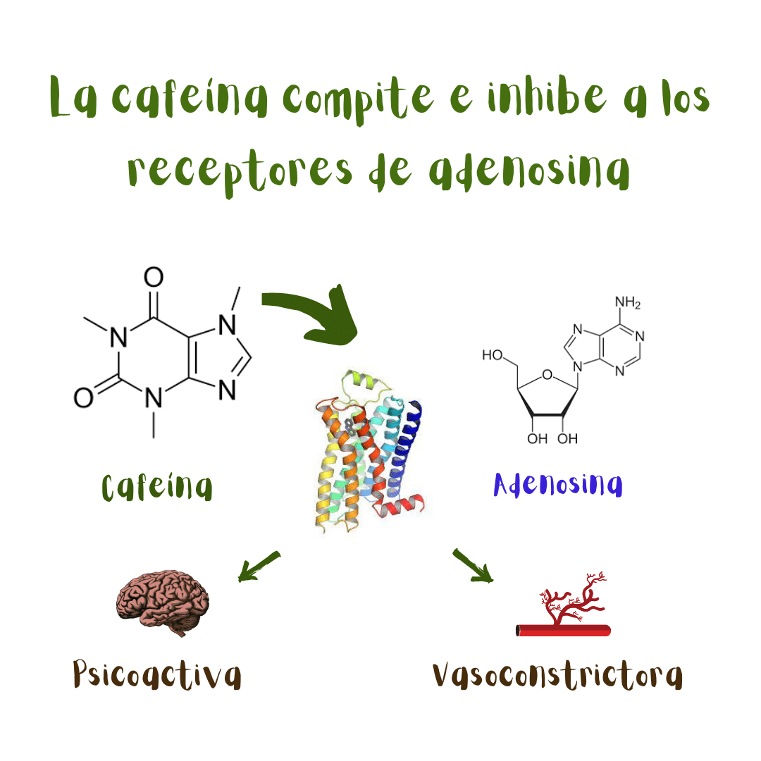 La cafeína inhibe los receptores de adenosina compitiendo con la adenosina por la unión de los mismos. Cuando la cafeína se une, se estimula el sistema nervioso y la constricción de los vasos sanguíneos.