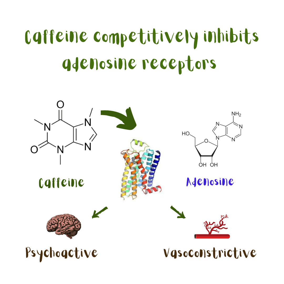 Caffeine competitively inhibits adenosine receptors and, thus, acts as a vasoconstrictor and stimulator of the central nervous system. 