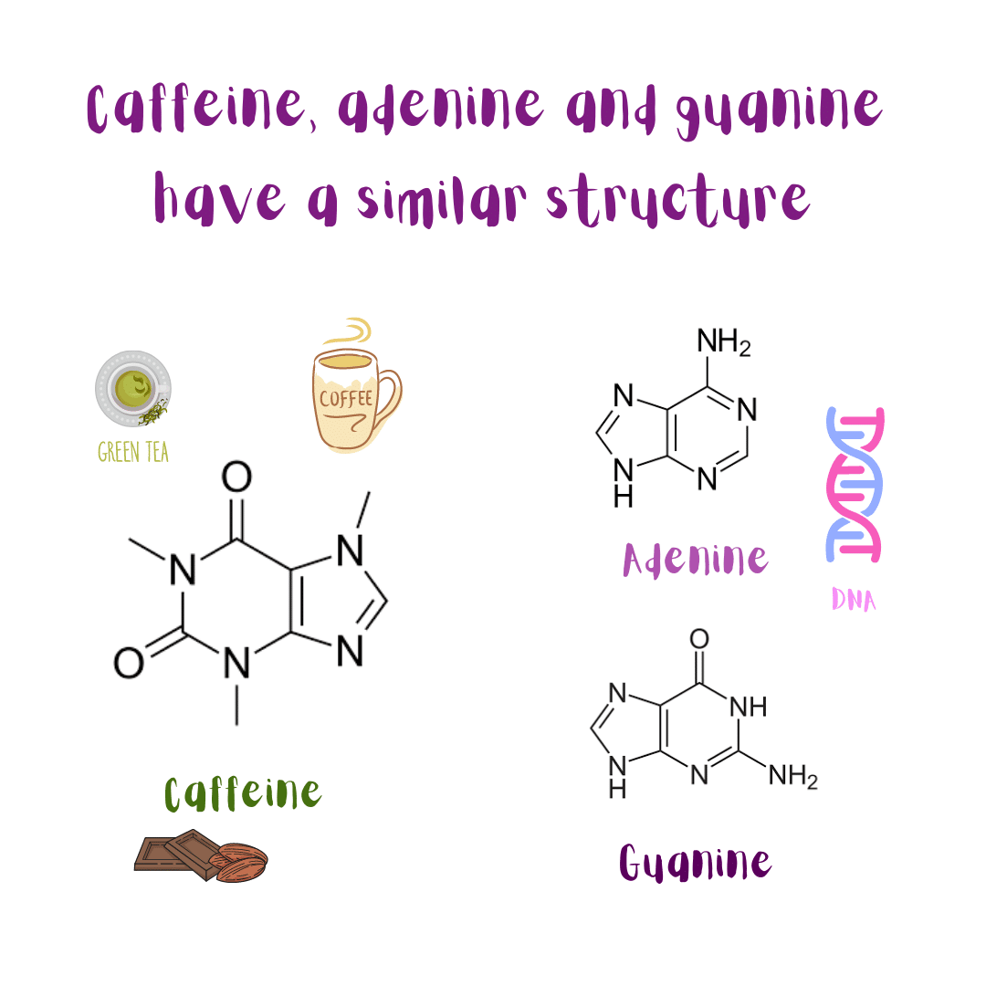 Caffeine has a similar structure to adenine and guanine (Two of the letters of our genetic code or DNA).