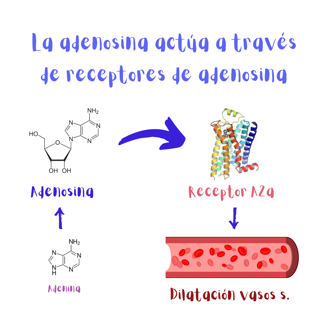 La adenosina se une a receptores de adenosina y estimula la dilatación de los vasos sanguíneos.