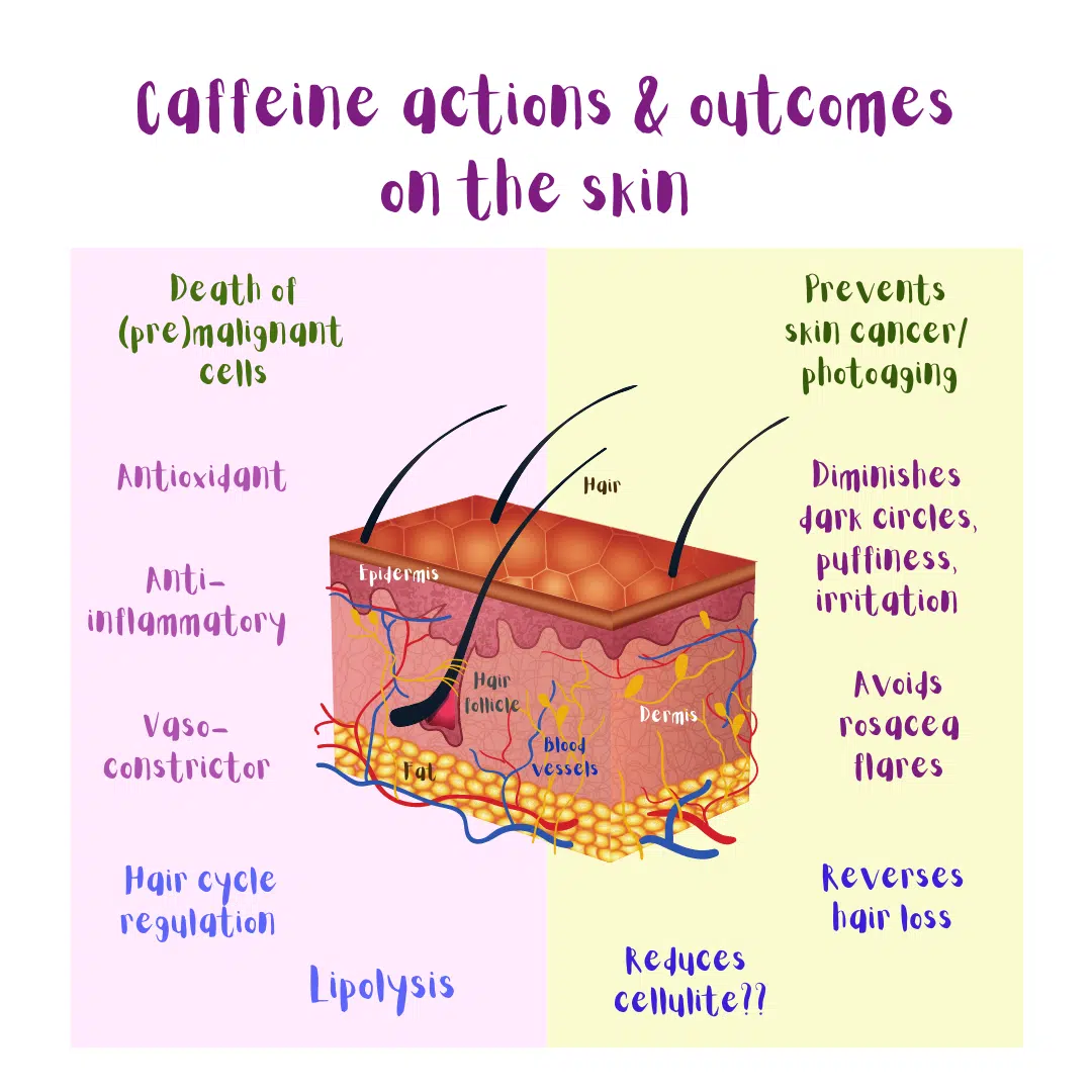 Summary of caffeine actions and outcomes on the skin (illustration).