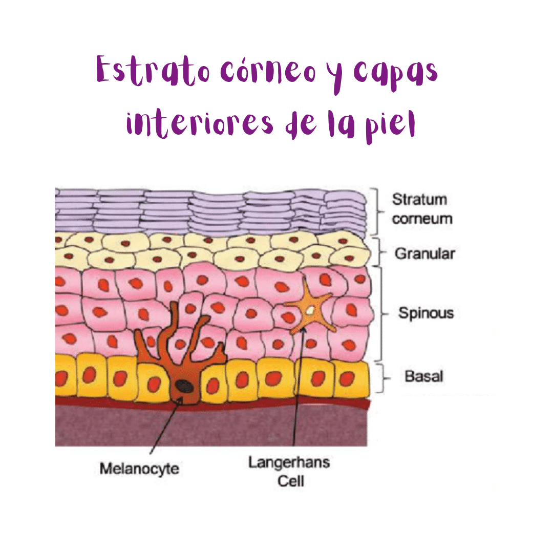 Ilustración: estrato córneo y capas interiores de la piel.