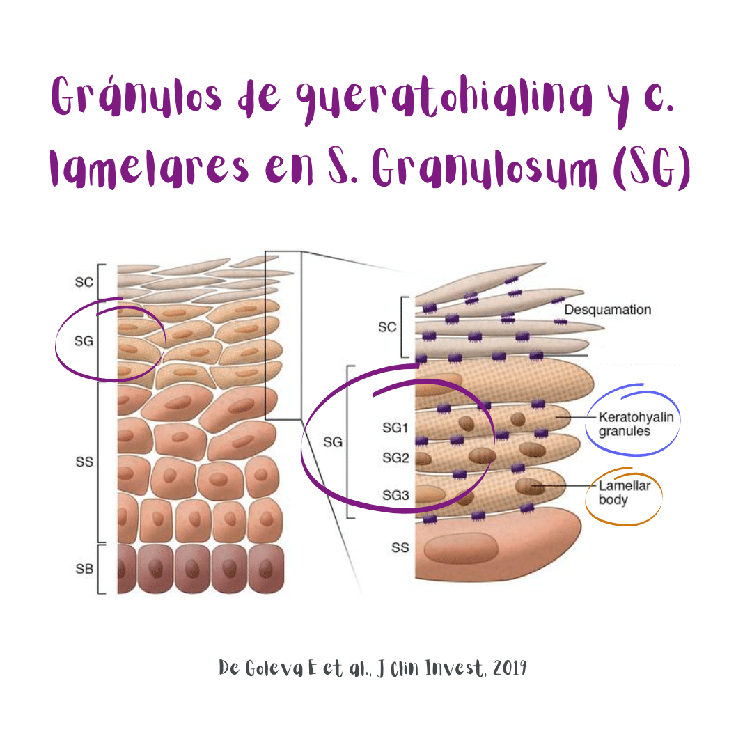 Ilustración: gránulos de queratohialina y cuerpos lamelares en el estrato granuloso. Imagen de Goleva E et al., J Clin Invest, 2019.