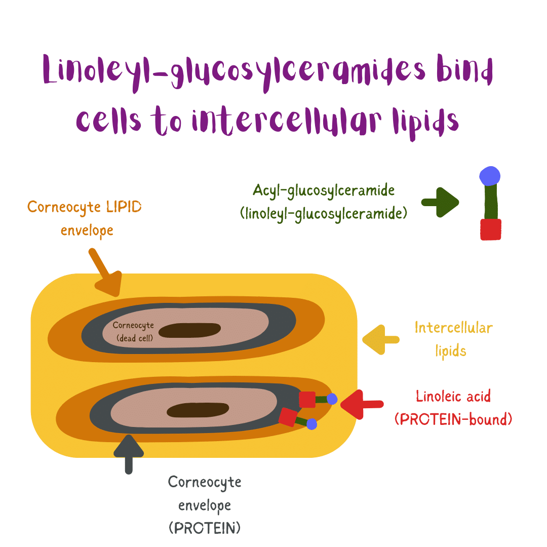 Illustration: linoleyl-glucosylceramides bind cells to intercellular lipids in the stratum corneum. The lynoleyl group of the acyl-glucosylceramides allows the binding of cellular proteins to intercellular lipids and thus the formation of a compact stratum corneum.