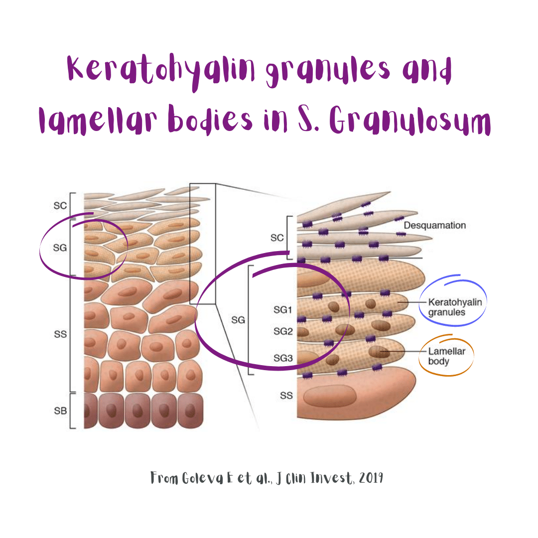 Keratohyalin granules and lamellar bodies in the Stratum Granulosum. Image from Goleva E et al., J Clin Invest, 2019.