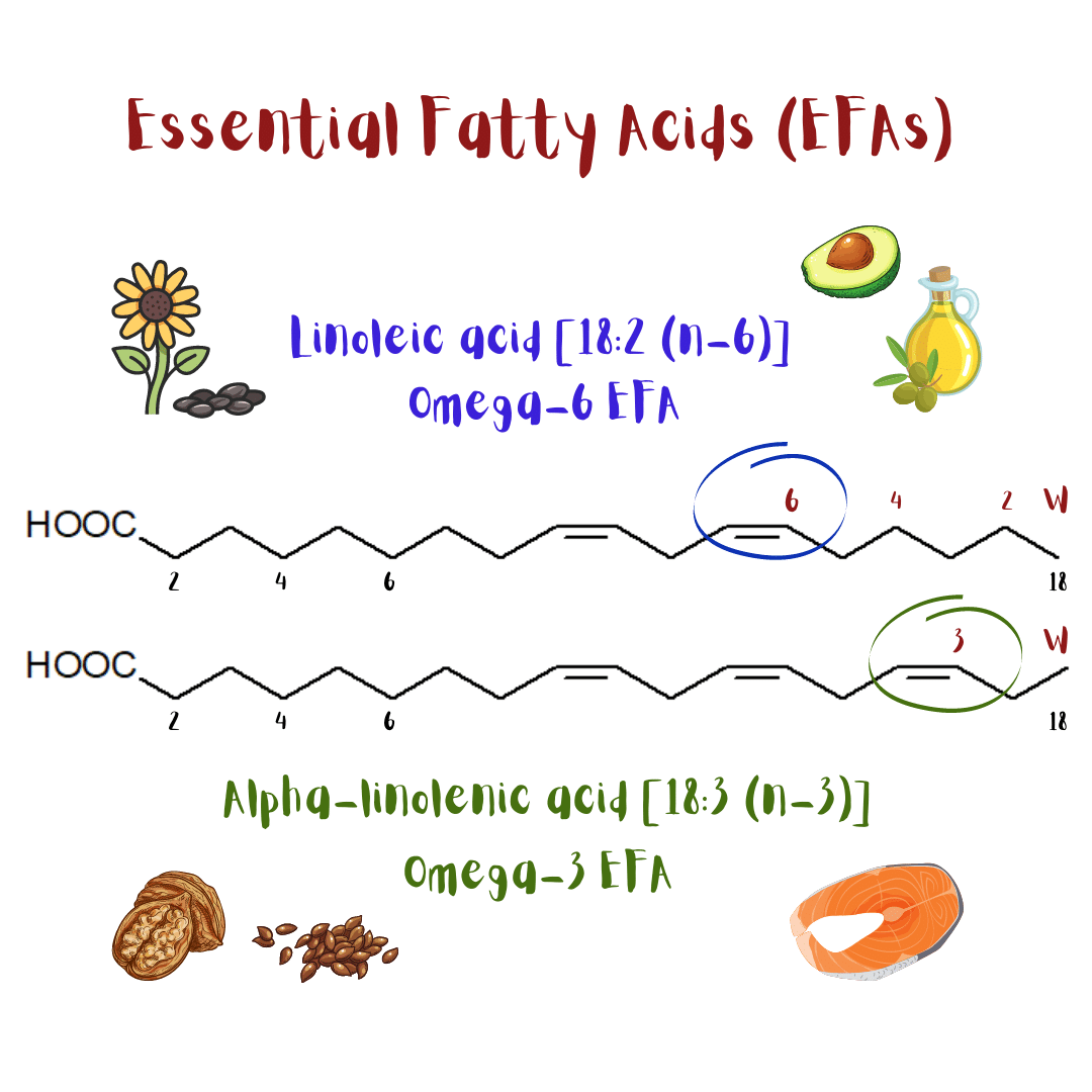Molecular structure and natural food sources of omega-6 and omega-3 Essential Fatty Acids.