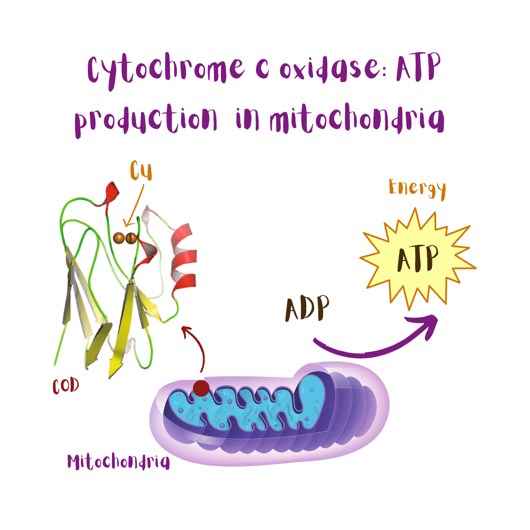 Cytochrome c oxidase is part of the mitochondrial respiratory chain, that allows cells to obtain energy (ATP).