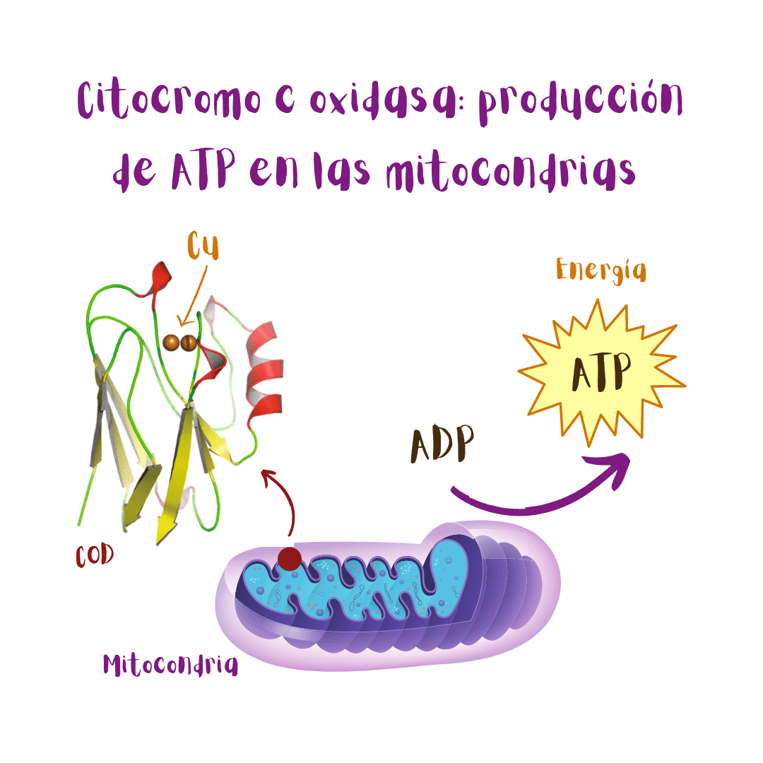 La citocromo c oxidasa es parte de la cadena respiratoria mitocondrial, que permite a las células obtener energía (ATP).