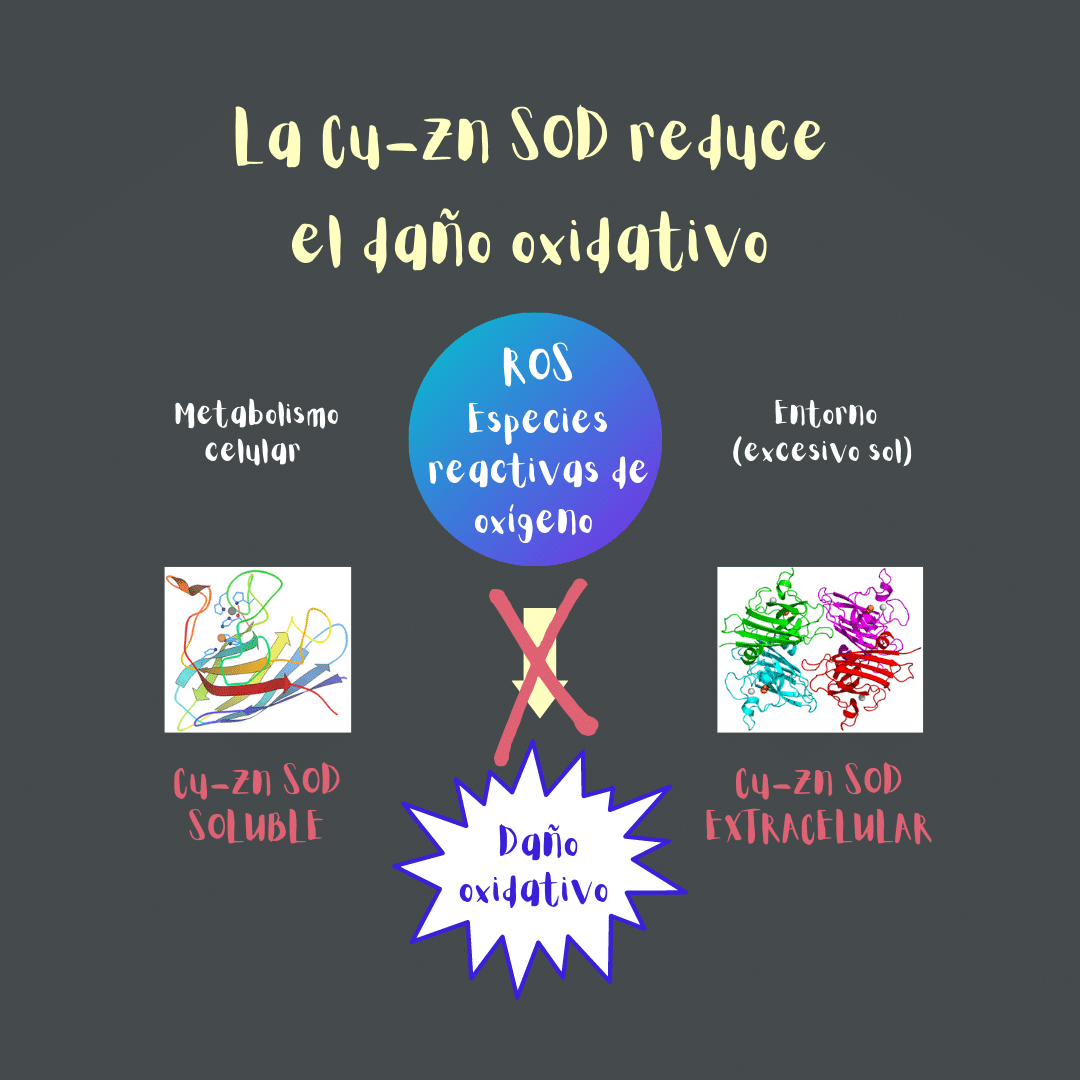 Las enzimas Cu-Zn SOD (dependientes de cobre) son esenciales para mantener el daño oxidativo en niveles mínimos.