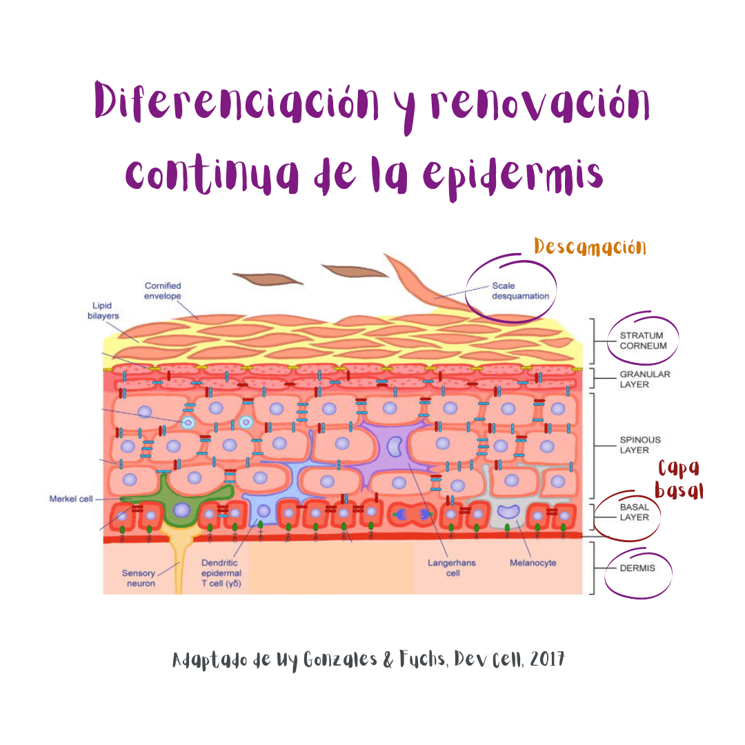Ilustración de las capas de la piel y la diferenciación y renovación continua de la epidermis (se ve cómo el estrato córneo se descama constantemente). Adaptada de Uy Gonzales and Fuchs, Dev Cell, 2017.