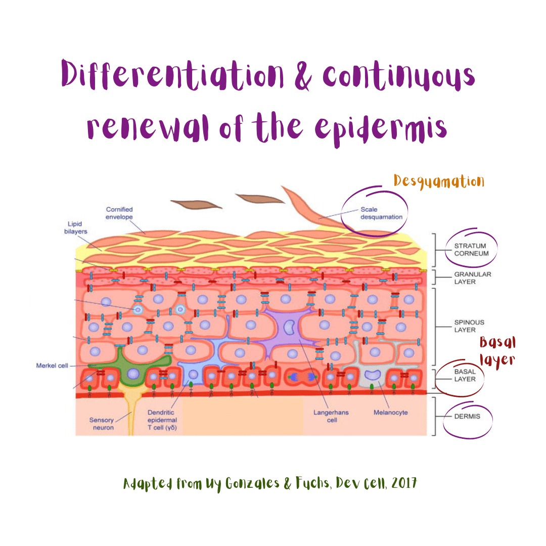 Illustration of the different skin layers, where there is a constant cellular differentiation and epidermal renewal (you can see how the stratum corneum continuously desquamates). Adapted from Uy Gonzales and Fuchs, Dev Cell, 2017.