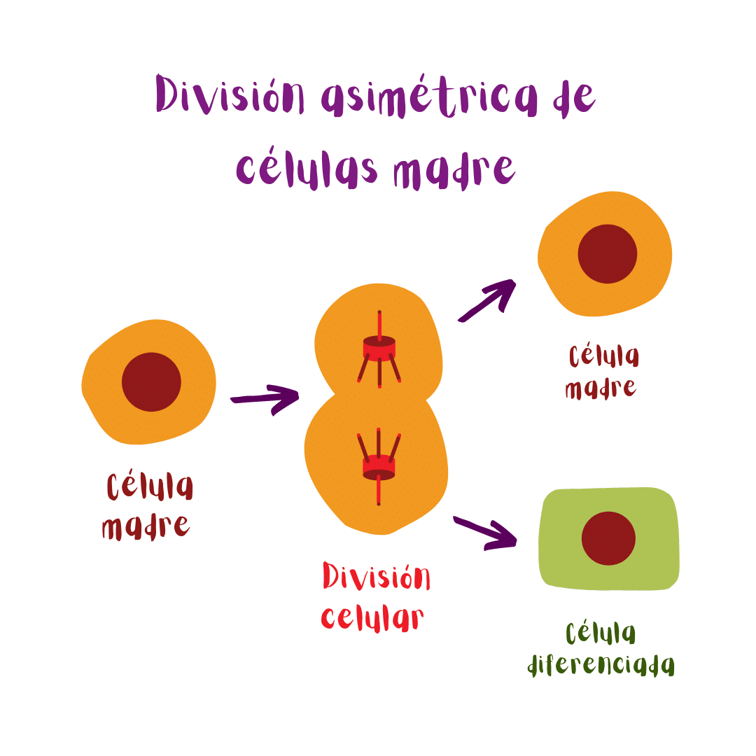Ilustración: división asimétrica de células madre. Una célula madre se divide. Tras la división celular se genera una célula madre (con capacidad de auto-renovación) y una célula diferenciada (que no tiene la capacidad de auto-renovarse).