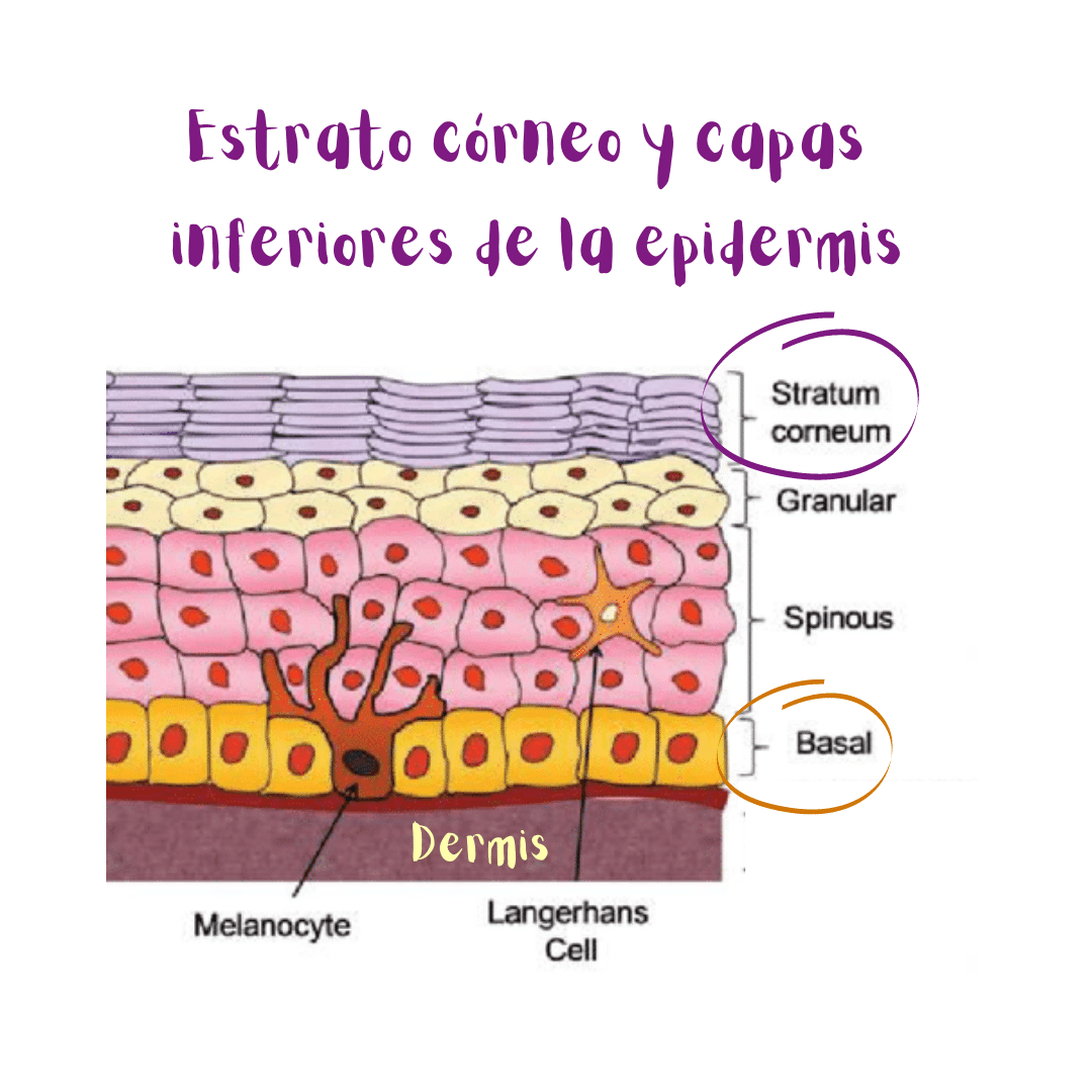 Ilustración: estrato córneo y capas inferiores de la epidermis (incluyendo la capa basal).
